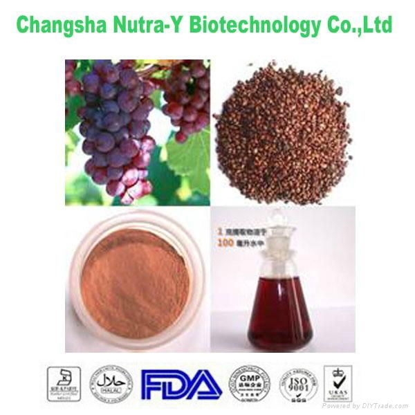 Grape Seed Extract 95% OPC