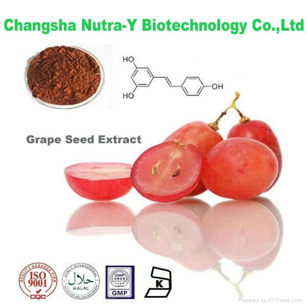 Grape Seed Extract 95% OPC 2