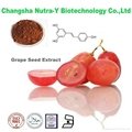 Grape Seed Extract 95% OPC 2