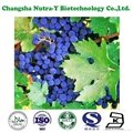 Grape Seed Extract 95% OPC 3