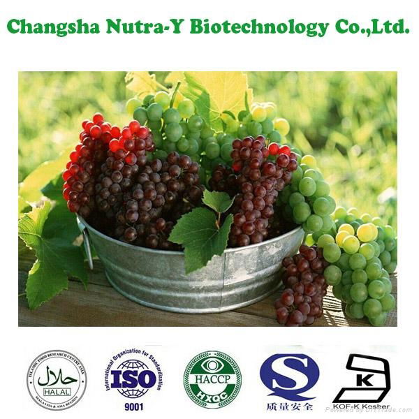 Grape Seed Extract 95% OPC 5