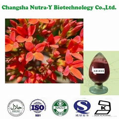 Rhodiola Rosea Extract