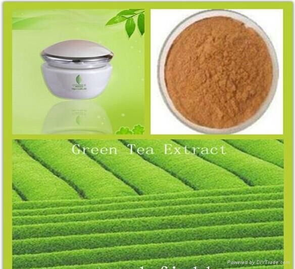 Green Tea Extract 95% EGCG 3