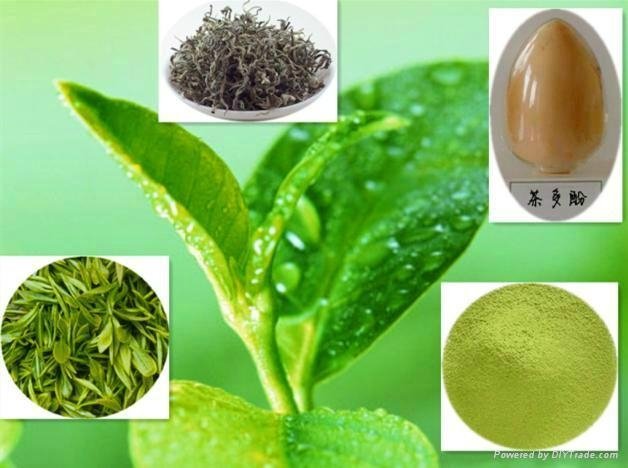 Green Tea Extract 95% EGCG 4