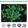 CAS: 39012-20-9 Rhizoma Picrorhizae Extract Picroside II 5% 1