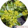 Rhodiola Rosea Extract Powder 1