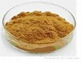 Rhodiola Rosea Extract Powder 2