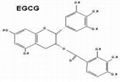 Green Tea Extract Powder 1