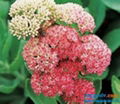 Rhodiola rosea extract powder 3