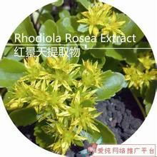 Rhodiola rosea extract