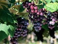 Grape Seed Extract