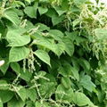 Giant Knotweed Products