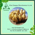 Anti-aging natural desertliving cistanche herb extract