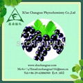 Anti-oxidant natural black currant extract 1