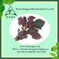 100% natural purple folium perilla leaf extract powder 1