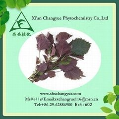 100% natural purple folium perilla leaf extract powder