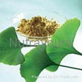 High Quality Ginkgo Biloba Extract