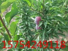 四川李子树苗品种 三年生李子树