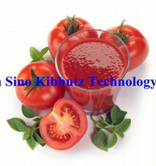 Various packing  canned Tomato Paste Made in Xinjiang