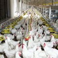 Huabo automatic equipment for poultry