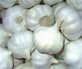 Fresh White Garlic  1