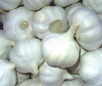 Fresh White Garlic 