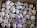 Fresh White Garlic  2