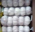 2014 new crop fresh white garlic export in Malaysia 1