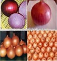 Fresh Red Onions 1