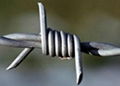 Barbed Wire