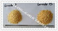 Garlic Granule 1