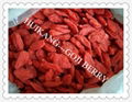 Goji berry 1