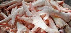 HALAL GRADE A FROZEN WHOLE CHICKEN AND FROZEN CHICKEN FEET FOR SALE 