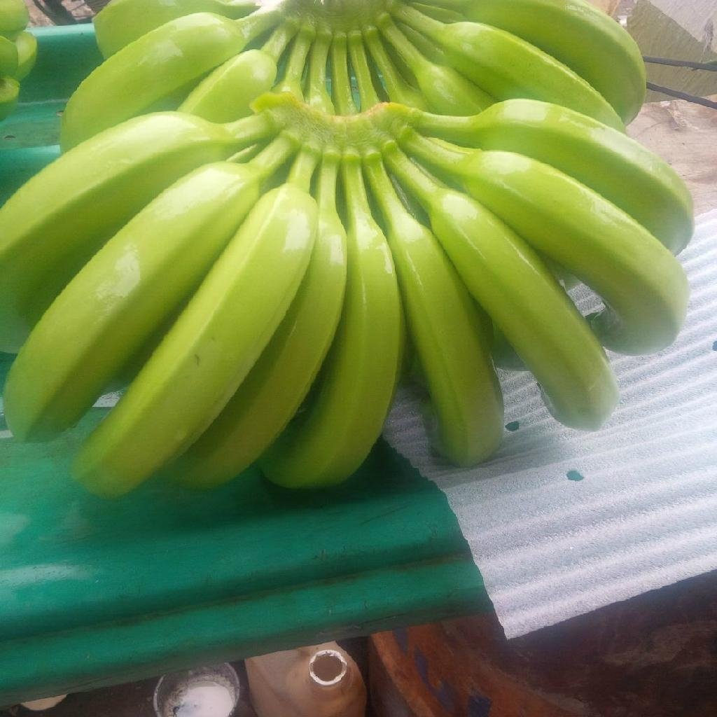 fresh bananas cavendish from Ecuador 1
