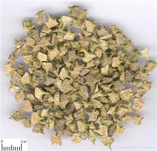 Pure natural sex product Tribulus Terrestris Extract powder on sale 5