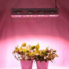 Full Spectrum 4x200W COB led grow light 12v dc good for medical plant, hydroponi