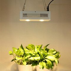 Full Spectrum KREE Chip COB 300w led grow light for Hydroponic green house