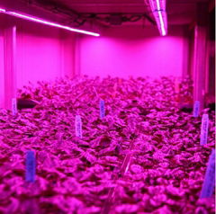 High brightness IP65 waterproof led grow light bar for all indoor plants