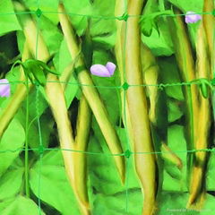 pea netting