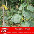 DF plant support netting 3