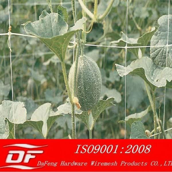 DF plant support netting 5