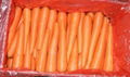 Chinese fresh carrot