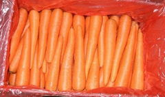 Chinese fresh carrot