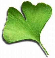 100% Natural Bulk Ginkgo Biloba Extract