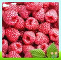 Raspberry Ketone extract 1