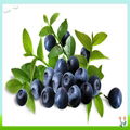 Bilberry Fruit Extract 1