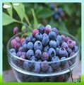 Bilberry Fruit Extract 2