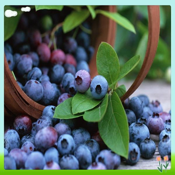 Bilberry Fruit Extract 3