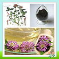 Red Clover Powder Extract 1