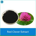 Red Clover Powder Extract 2